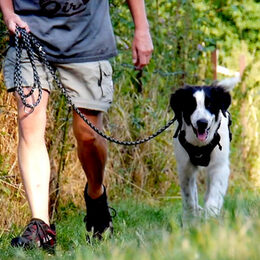 Spaziergang mit Hund in der Neffelaue. Man sieht menschliche Beine und einen schwarz-weißen Hund mit Geschirr an der Leine